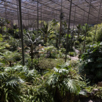 The lush tropical garden stays cool in summer with its shading from the sun.