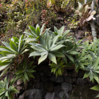 Cactus garden