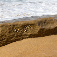 Shells on the back of a big rock. Are these limpets?