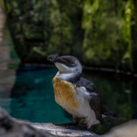 Oceanário de Lisboa