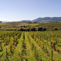 Vineyards at Casa dos Barros.