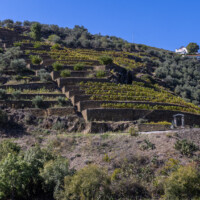 Terraced vineyards along the Rio Douro.