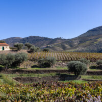 The agricultural fields around Quinta da Roêda.