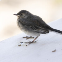 This white wagtail somehow got onto our veranda, maybe from a rooftop nest.