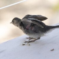 This white wagtail somehow got onto our veranda, maybe from a rooftop nest.
