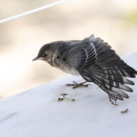 This white wagtail somehow got onto our veranda, maybe from a rooftop nest.