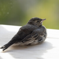 This white wagtail somehow got onto our veranda, maybe from a rooftop nest.