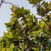 Goldcrest - Birding with Gerby in the northeastern highlands of São Miguel, Açores