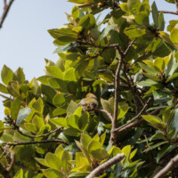 Goldcrest - Birding with Gerby in the northeastern highlands of São Miguel, Açores