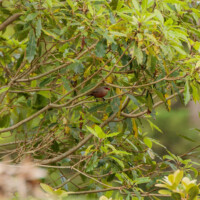 Common Waxbill - Birding with Gerby in the northeastern highlands of São Miguel, Açores
