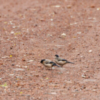 Priolo, aka Azores Bullfinch - Birding with Gerby in the northeastern highlands of São Miguel, Açores