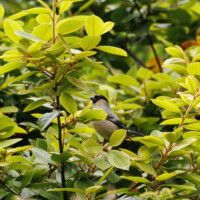 Priolo, aka Azores Bullfinch - Birding with Gerby in the northeastern highlands of São Miguel, Açores