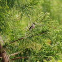 Priolo, aka Azores Bullfinch - Birding with Gerby in the northeastern highlands of São Miguel, Açores