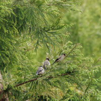 Priolo, aka Azores Bullfinch - Birding with Gerby in the northeastern highlands of São Miguel, Açores