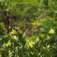 Priolo, aka Azores Bullfinch - Birding with Gerby in the northeastern highlands of São Miguel, Açores