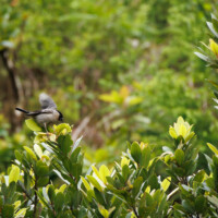 Priolo, aka Azores Bullfinch - Birding with Gerby in the northeastern highlands of São Miguel, Açores
