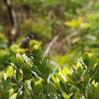 Priolo, aka Azores Bullfinch - Birding with Gerby in the northeastern highlands of São Miguel, Açores