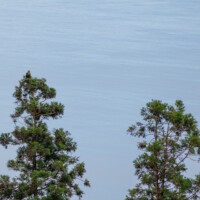 Common Buzzard - Birding with Gerby in the central lowlands of São Miguel, Açores