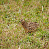 Common Quail - Birding with Gerby in the central lowlands of São Miguel, Açores
