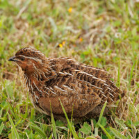 Common Quail - Birding with Gerby in the central lowlands of São Miguel, Açores