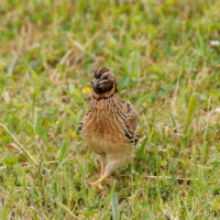 Common Quail - Birding with Gerby in the central lowlands of São Miguel, Açores