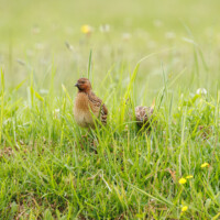 Common Quail - Birding with Gerby in the central lowlands of São Miguel, Açores