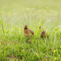 Common Quail - Birding with Gerby in the central lowlands of São Miguel, Açores