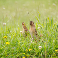 Common Quail - Birding with Gerby in the central lowlands of São Miguel, Açores