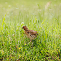 Common Quail - Birding with Gerby in the central lowlands of São Miguel, Açores