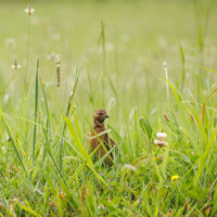 Common Quail - Birding with Gerby in the central lowlands of São Miguel, Açores