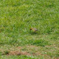 Island Canary - Birding with Gerby in Parque Urbano de Ponta Delgada on São Miguel, Açores.
