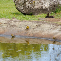 European Greenfinches - Birding with Gerby in Parque Urbano de Ponta Delgada on São Miguel, Açores.