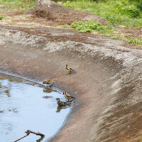 European Goldfinches and an Eurasian Blackcap - Birding with Gerby in Parque Urbano de Ponta Delgada on São Miguel, Açores.