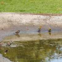 Island Canaries and House Sparrows - Birding with Gerby in Parque Urbano de Ponta Delgada on São Miguel, Açores. There is a juvenile canary farthest to the left.
