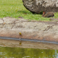 Island Canary - Birding with Gerby in Parque Urbano de Ponta Delgada on São Miguel, Açores.