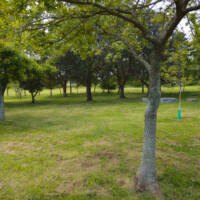 Rabbits amid the trees in the Parque Urbano de Ponta Delgada, São Miguel
