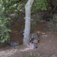 Rabbits in the Parque Urbano de Ponta Delgada, São Miguel